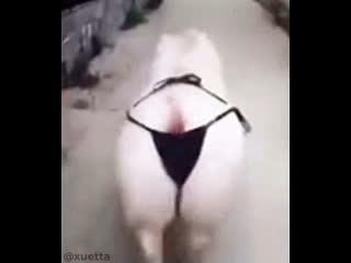 video ахаххаа свинья идет и слушает моргенштерна пососи sex