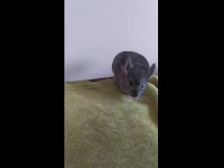 video видео от family chinsшиншиллы sex