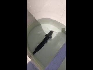video live питомник рыбы эко fish челябинск sex