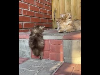 video старательная жопочка мамочка говорушечка sex