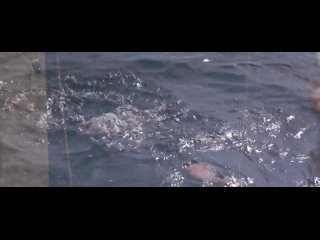 video николь кидман в фильме мертвый штиль драматриллеравстралия сша1989 sex
