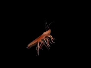 video модель таракан серёга и пожилой ящерка флекят под куми куми хаба хаба лака лака смотреть mp3 бесплатно 360p mp4 sex