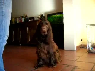 video филд спаниель field spaniel bentley in training sex