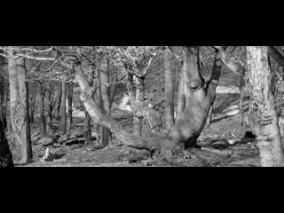 video маркета лазарова 1966 драма история франтишек влачил sex