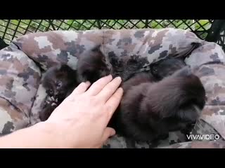 video 爱足美脚社美脚踩踏社区字母圈艾斯爱慕免费视频大全女王踩踏免费视专区提供国内s vid 106440505 000139 895 mp4 sex