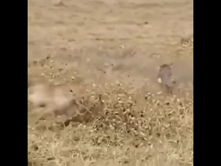 video решили поменяться ролями sex