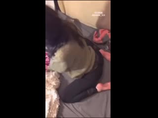 video отсосала у парня с диалогом sex