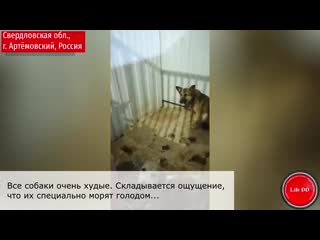 video это концлагерь фашисты отдыхают sex