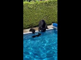 video семья медведей спасается от жары в бассейне на заднем дворе во время ванкуверской жары sex