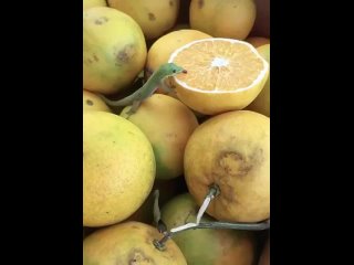video крошечная ящерица лижет лимон sex