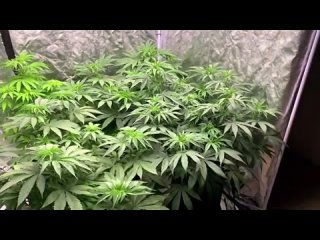 video marryjaneschool профессиональное освещение для выращивания lumatek zeus 600w pro sex