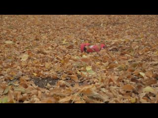 video mandarin new мы купили самые прикольные игрушки из детства sex