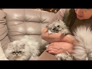 video взрослый кот ричард марс и молодые юстас ч 2 персидские шиншиллы из питомника домино меджик sex