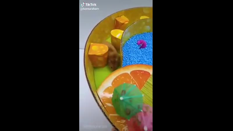 video оригинальный лабиринт хомяку sex