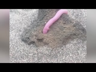 video енотикproduction эти существа вы увидите впервые в жизни часть 2 sex