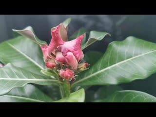 video 爱足美脚社美脚踩踏社区字母圈艾斯爱慕免费视频大全女王踩踏免费视专区提供国内sm vid 20210110 010722 mp4 sex
