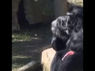 video самка обезьяны уговаривает самца на секс но самец сопротивляется хотя его член уже в боевом положении sex