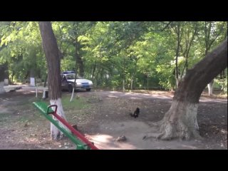 video видео от молодежь дагестана sex