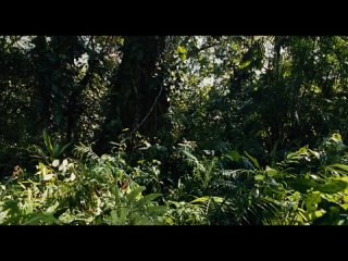 video апокалипсис apocalypto 2006приключениясша16 лицензия hd720 sex