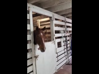 video no horsing around sex