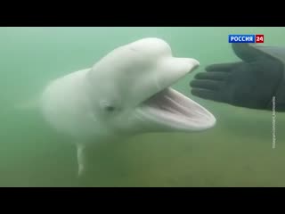 video встреча с очаровательной белухой sex