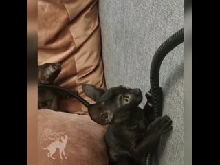 video 白浊的精液从可爱的小鸡鸡里一股与股的流出看起来真的好让人兴奋哎 vid 35780220 061121 470 mp4 sex