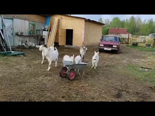 video началось в колхозе утро sex