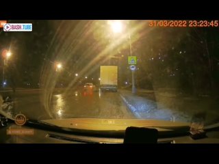video свора бездомных молодые попыталась напасть на супружескую пару sex