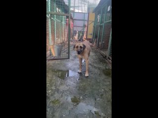 video мистер рэмбо не сдается но иногда отступает от правил если увидит в руках лакомство пока грозный рэмбо sex