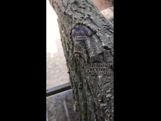 video на этот раз в металлолом превратилась французская 155 мм сау caesar и несколько натовских бтр sex