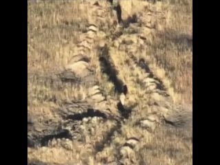 video все попытки пройти минные заграждения вс рф заканчиваются для укронацистов одинаково sex