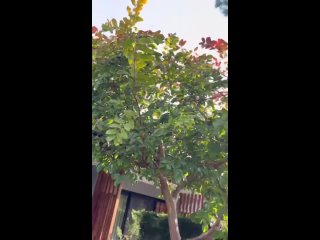 video номер со своим садом в турции для семей которые любят приватность предлагаю рассмотреть deluxe room with private sex