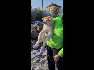 video video by плюшевые акиты ryuutensou японская акита sex