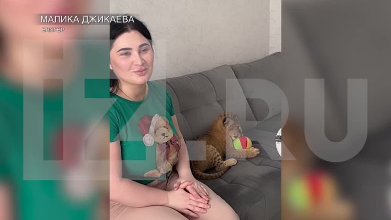 video блогер малика джикаева завела львенка и содержит его в обычной квартире девушка заявила что молодые ей передали из sex