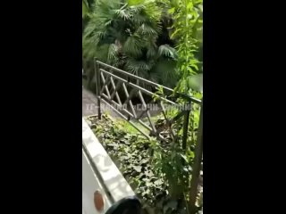 video в сочи прилюдно занялись сексом sex
