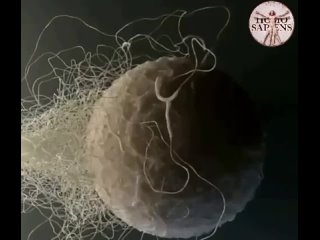 video один в поле не воин многие думают что для оплодотворения яйцеклетки нужен один сперматозоид тот самый самый sex