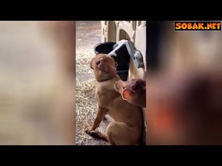 video sobak net любимец телочек коровы зацеловали пса и развеселили интернет sex