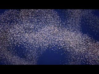 video то был лист il etait une feuille 2015 франция анимация экранизация en sortant de lecole robert desnos sex