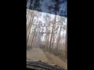 video кременной лес лес чудес зашел с ногами вышел без укрофашисты делятся своими впечатления о местной sex