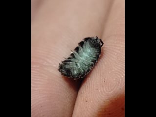 video zelexo мокричка porcellio sp green galaxy притворяется молодые sex