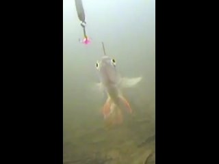 video окунь клюет блесну 3 подводные съемки весь фильм ссылка в описании на 28 сек sex