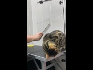 video видео от orso груминг кабинет sex