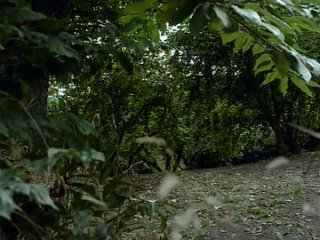 video homo erectus joe damato 1995 xxx ретро порно sex