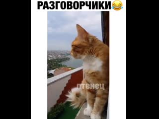 video вот бы знать о чем они разговаривают sex