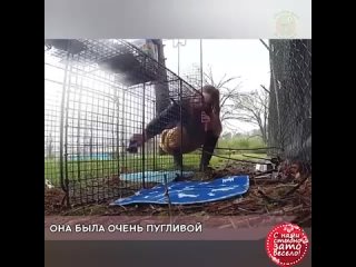 video беременная молодые скиталась по улице не подозревая что помощь совсем рядом sex