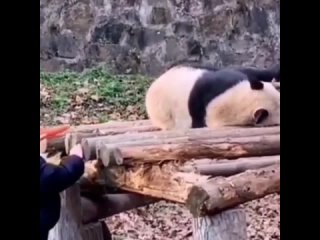 video быть ленивым это нормально если ты хищный но ешь бамбук sex