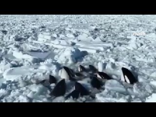 video 爱足美脚社美脚踩踏社区字母圈艾斯爱慕免费视频大全女王踩踏免费视专区提供国内sm una manada de orcas de la lista roja está atrapada en cautiverio en el sex