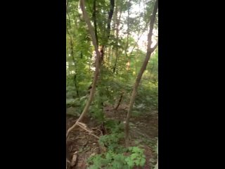 video прогулка по парку закончилась сексом sex