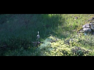 video путешествие и секс с азиаткой эпизод 35 sex