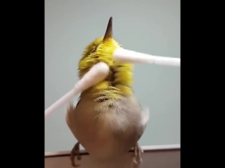 video японскую птичку массажируют ватными палочками japanese bird is massaged with cotton swabsсамое интересное видео sex